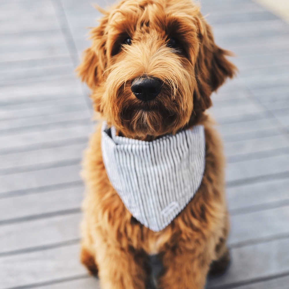 Stripes Dog Bandana